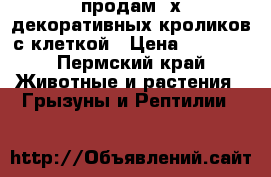 продам 2х декоративных кроликов.с клеткой › Цена ­ 3 000 - Пермский край Животные и растения » Грызуны и Рептилии   